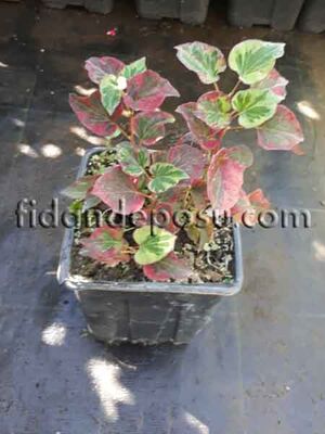  - HOUTTUYNİA CORDATA 'Chamaeleon'(Sert yapraklı houttuynia) BİTKİSİ