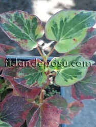 HOUTTUYNİA CORDATA 'Chamaeleon'(Sert yapraklı houttuynia) BİTKİSİ - 2