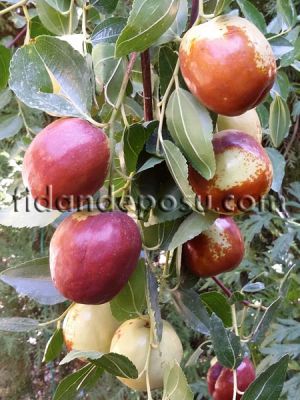 HÜNNAP (İRİ MEYVELİ) FİDANI - 