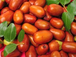 HÜNNAP (KÜÇÜK MEYVELİ) FİDANI - 1