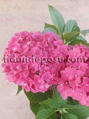 HYDRANGEA MACROPHYLLA (Ortanca) BİTKİSİ - 