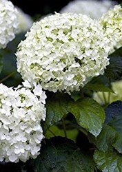 HYDRANGEA MACROPHYLLA (Ortanca) BİTKİSİ - 2