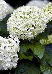 HYDRANGEA MACROPHYLLA (Ortanca) BİTKİSİ - Thumbnail