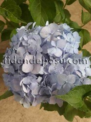HYDRANGEA MACROPHYLLA (Ortanca) BİTKİSİ - 3