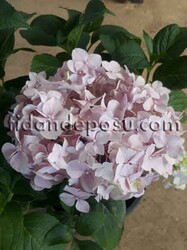 HYDRANGEA MACROPHYLLA (Ortanca) BİTKİSİ - 4