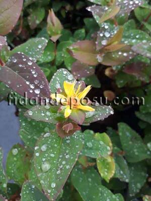 HYPERICUM CALYCİNUM (Kamaniçaotu) BİTKİSİ - 