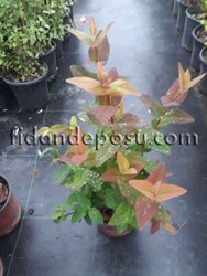HYPERICUM CALYCİNUM (Kamaniçaotu) BİTKİSİ - 2