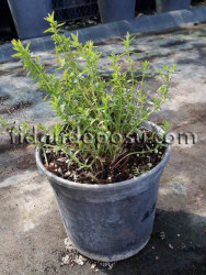  - HYPERICUM PERFORATUM (Sarı kantaron otu) BİTKİSİ