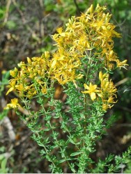 HYPERICUM PERFORATUM (Sarı kantaron otu) BİTKİSİ - 1