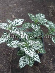 HYPOESTES PHYLLOSTACHYA (Beyaz Hostes çiçeği) BİTKİSİ - 1
