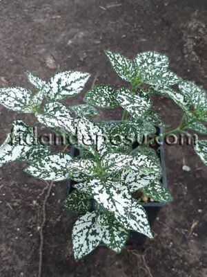 HYPOESTES PHYLLOSTACHYA (Beyaz Hostes çiçeği) BİTKİSİ - 