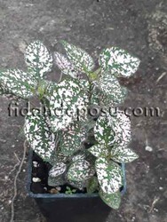 HYPOESTES PHYLLOSTACHYA (Pembe Hostes çiçeği) BİTKİSİ - 1