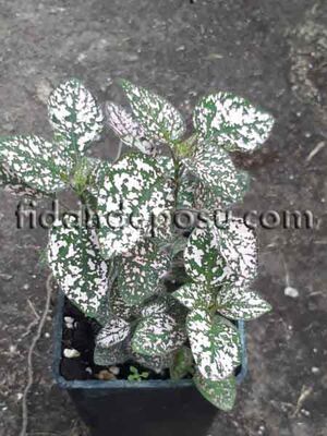 HYPOESTES PHYLLOSTACHYA (Pembe Hostes çiçeği) BİTKİSİ - 