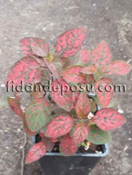 HYPOESTES PHYLLOSTACHYA(Kırmızı Hostes çiçeği) BİTKİSİ - 1