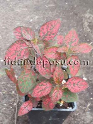 HYPOESTES PHYLLOSTACHYA(Kırmızı Hostes çiçeği) BİTKİSİ - 