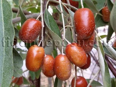 İĞDE FİDANI - 