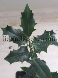 ILEX AQUIFOLIUM (Çoban püskülü) BİTKİSİ - 3