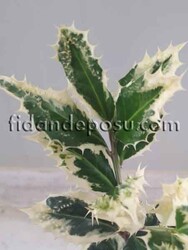 ILEX AQUIFOLIUM FEROX ARGENTEA(Alacalı çoban püskülü) BİTKİSİ - 