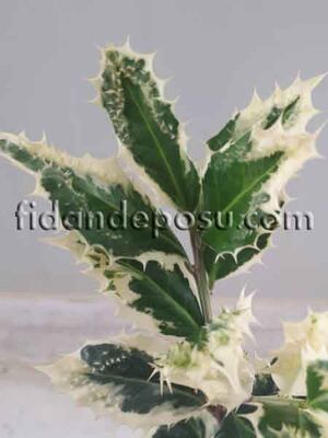 ILEX AQUIFOLIUM FEROX ARGENTEA(Alacalı çoban püskülü) BİTKİSİ - 