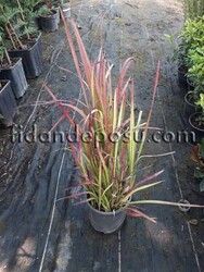 IMPERATA CYLINDRICA RED BARON (Kındıra,imperata) BİTKİSİ - 1