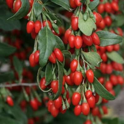 İNSTANT SUCCESS GOJİBERRY FİDANI - 