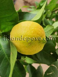 ZAGARA BİANCA LİMON FİDANI - 