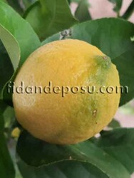 ZAGARA BİANCA LİMON FİDANI - 2