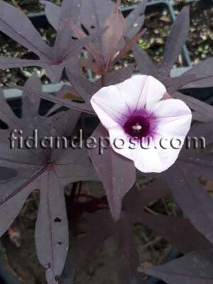 IPOMOEA BATATAS 'BLACKIE' (Tatlı patates) BİTKİSİ - 