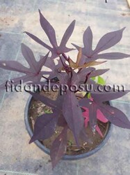 IPOMOEA BATATAS 'BLACKIE' (Tatlı patates) BİTKİSİ - 2