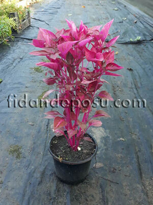 IRESINE HERBSTII(Çingene şalvarı) BİTKİSİ - 