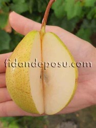 İSO ARMUT FİDANI - 3