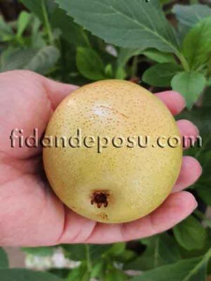 İSO ARMUT FİDANI - 