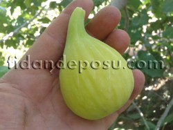 İZMİR BARDACIK (BARDAKÇI) İNCİR FİDANI - 1