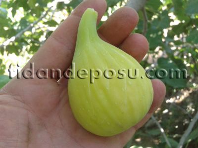 İZMİR BARDACIK (BARDAKÇI) İNCİR FİDANI - 