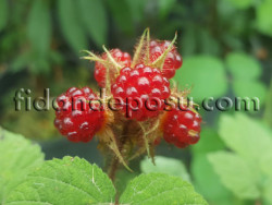 JAPON BÖĞÜRTLENİ (Japanese Wineberry) (Rubus Phoenicolasius) FİDANI - 1