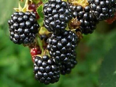 JUMBO DİKENSİZ BÖĞÜRTLEN FİDANI - 