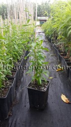 JUMBO GOJİBERRY FİDANI - 3