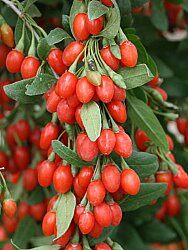 JUMBO GOJİBERRY FİDANI - 1