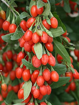 JUMBO GOJİBERRY FİDANI - 
