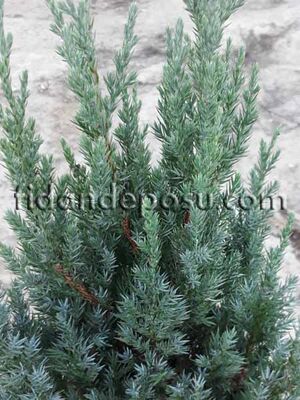 JUNIPERUS CHINENSIS 'STRICTA' (Stricta ardıç) BİTKİSİ - 