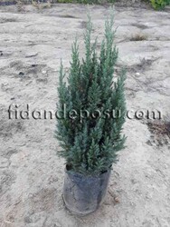 JUNIPERUS CHINENSIS 'STRICTA' (Stricta ardıç) BİTKİSİ - 2