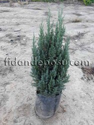 JUNIPERUS CHINENSIS 'STRICTA' (Stricta ardıç) BİTKİSİ - Thumbnail