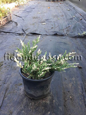 JUNIPERUS HORIZONTALIS 'ANDORRA COMPACTA VARIEGATA'(Alacalı andora ardıç) BİTKİSİ - 
