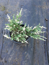 JUNIPERUS HORIZONTALIS 'ANDORRA COMPACTA VARIEGATA'(Alacalı andora ardıç) BİTKİSİ - Thumbnail