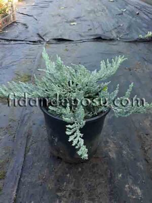 JUNIPERUS HORIZONTALIS 'BLUE CHIP' (Mavi sürünücü ardıç) BİTKİSİ - 