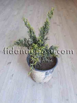 JUNIPERUS X MEDIA 'MİNT JULEP'(Yeşil ardıç) BİTKİSİ - 