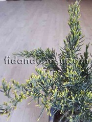 JUNIPERUS X MEDIA 'MİNT JULEP'(Yeşil ardıç) BİTKİSİ - 2