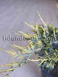 JUNIPERUS X MEDIA 'OLD GOLD'(Altuni ardıç) - 1