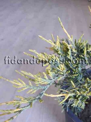  - JUNIPERUS X MEDIA 'OLD GOLD'(Altuni ardıç)