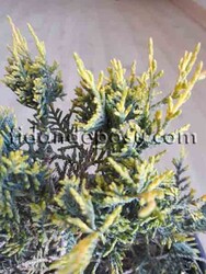 JUNIPERUS X MEDIA 'OLD GOLD'(Altuni ardıç) - 2
